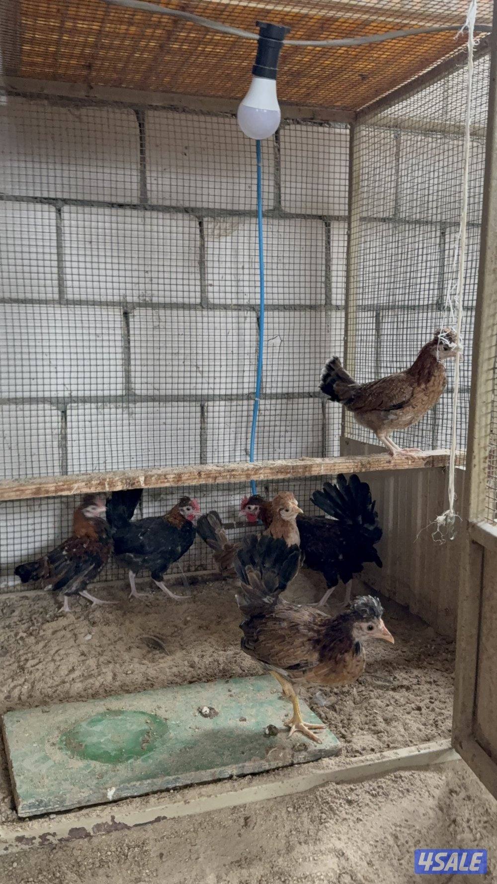 مجاميع دجاج عربي قديم6