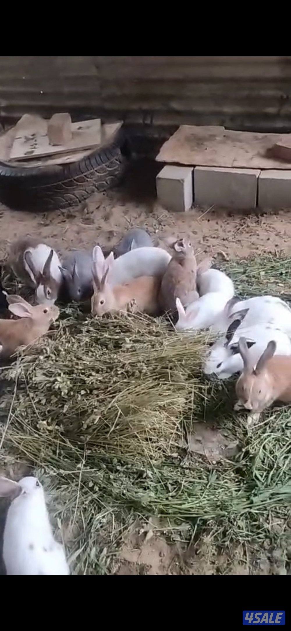 للبيع ارنب فرنسي جميع الاعمار0