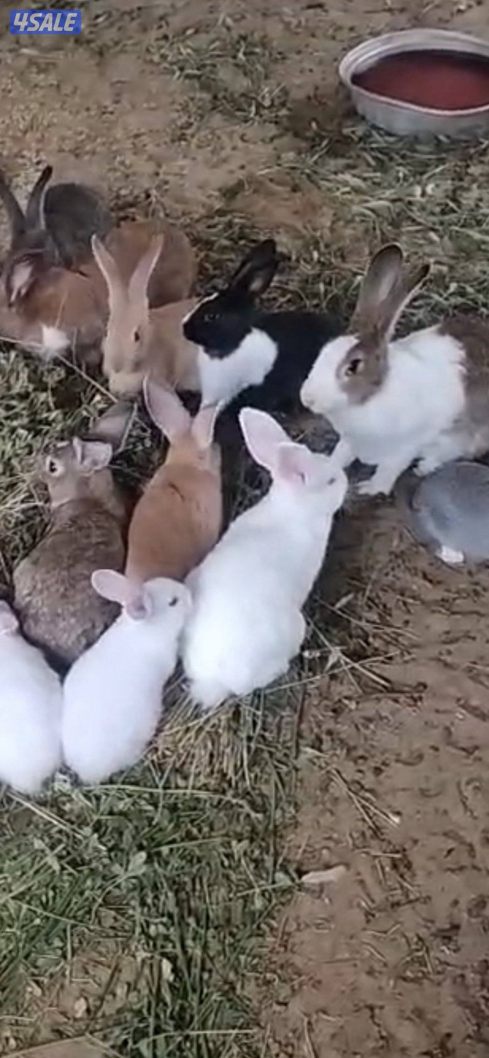 للبيع ارنب فرنسي جميع الاعمار1