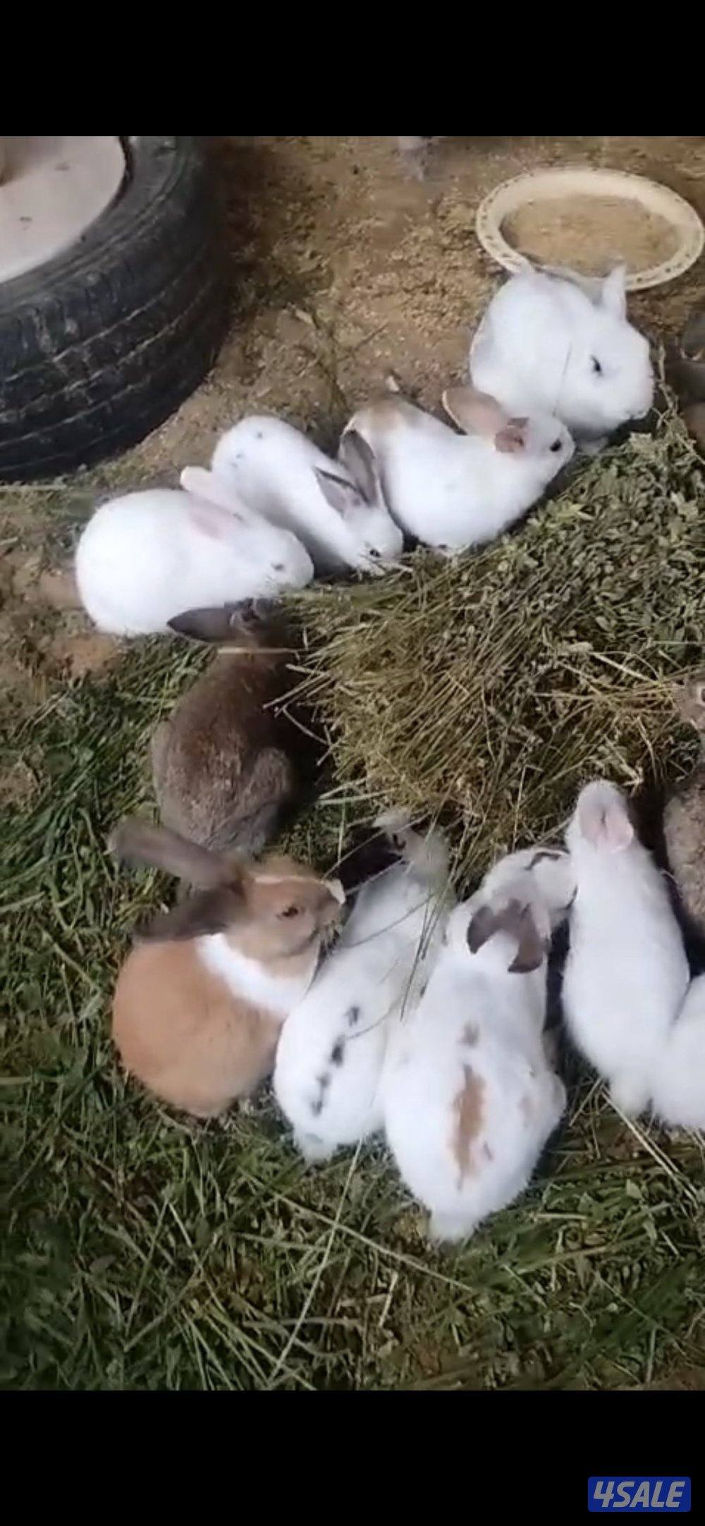 للبيع ارنب فرنسي جميع الاعمار2