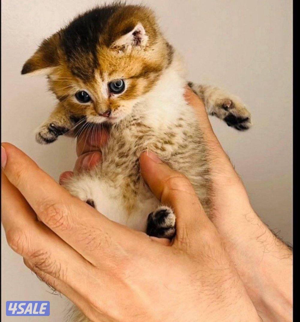 سكوتش شورت هير ،،،اقزام،،،التوصيل خلال ساعه ،،، بيووووور4