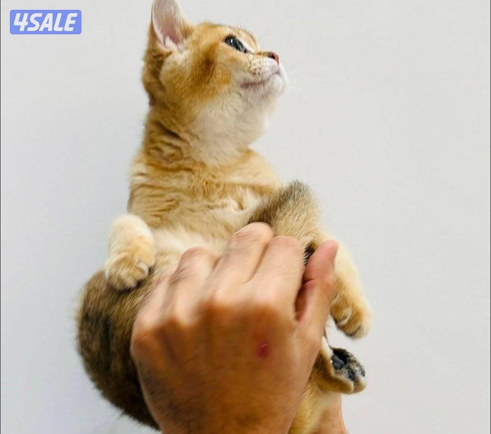 سكوتش شورت هير ،،،اقزام،،،التوصيل خلال ساعه ،،، بيووووور0