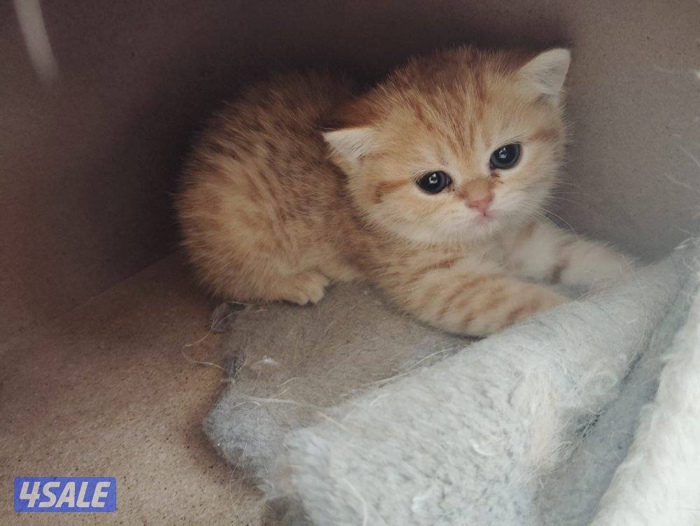 سكوتش شورت هير ،،،اقزام،،،التوصيل خلال ساعه ،،، بيووووور5