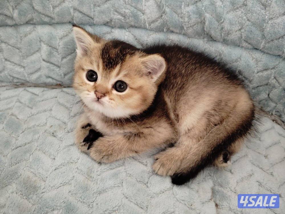 سكوتش شورت هير ،،،اقزام،،،التوصيل خلال ساعه ،،، بيووووور6