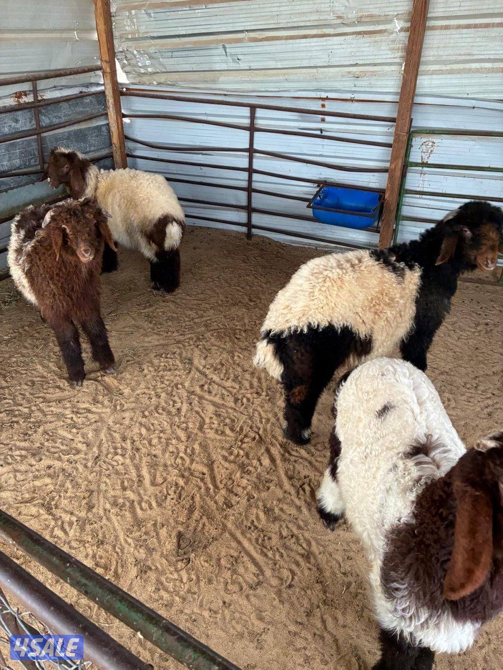 للبيع ذبايح نعيم محلي0