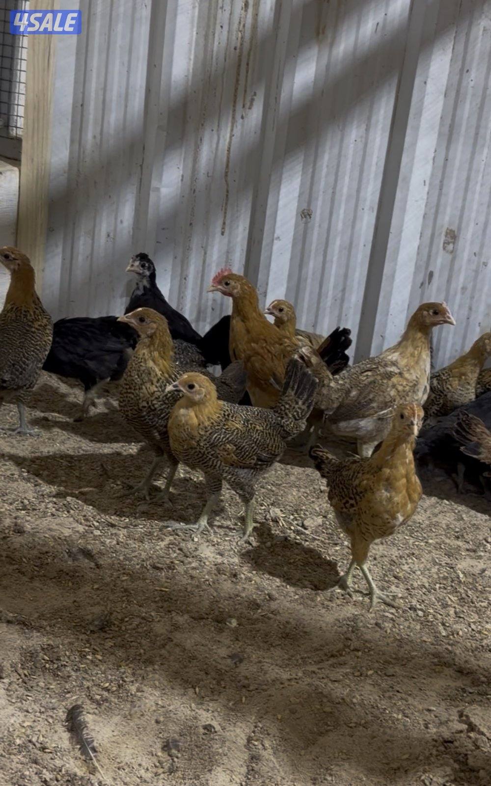 فروخ فيومي0