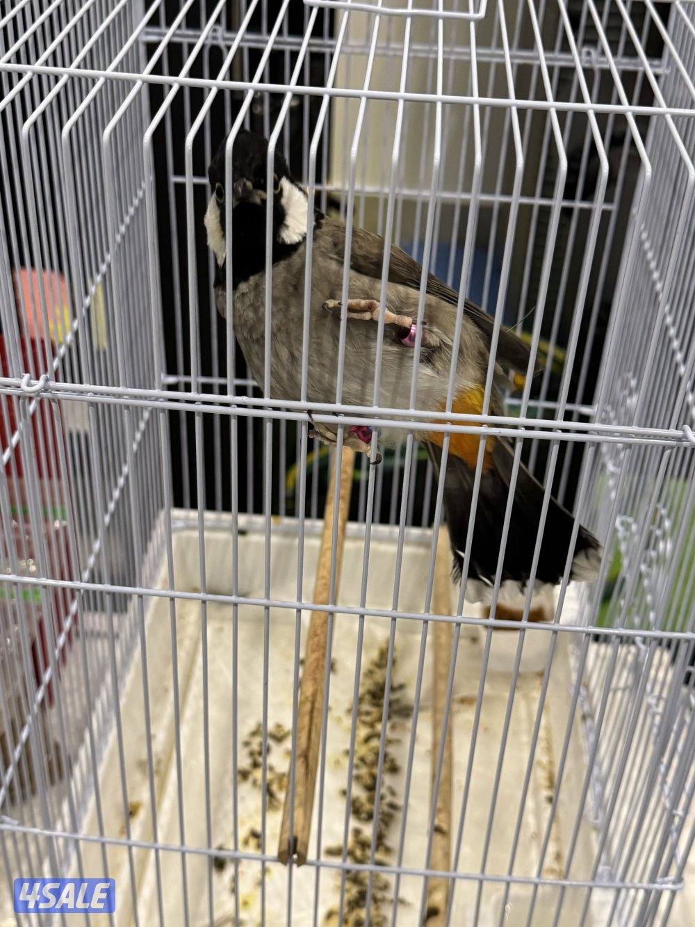 بلبل ربوه وحدد0