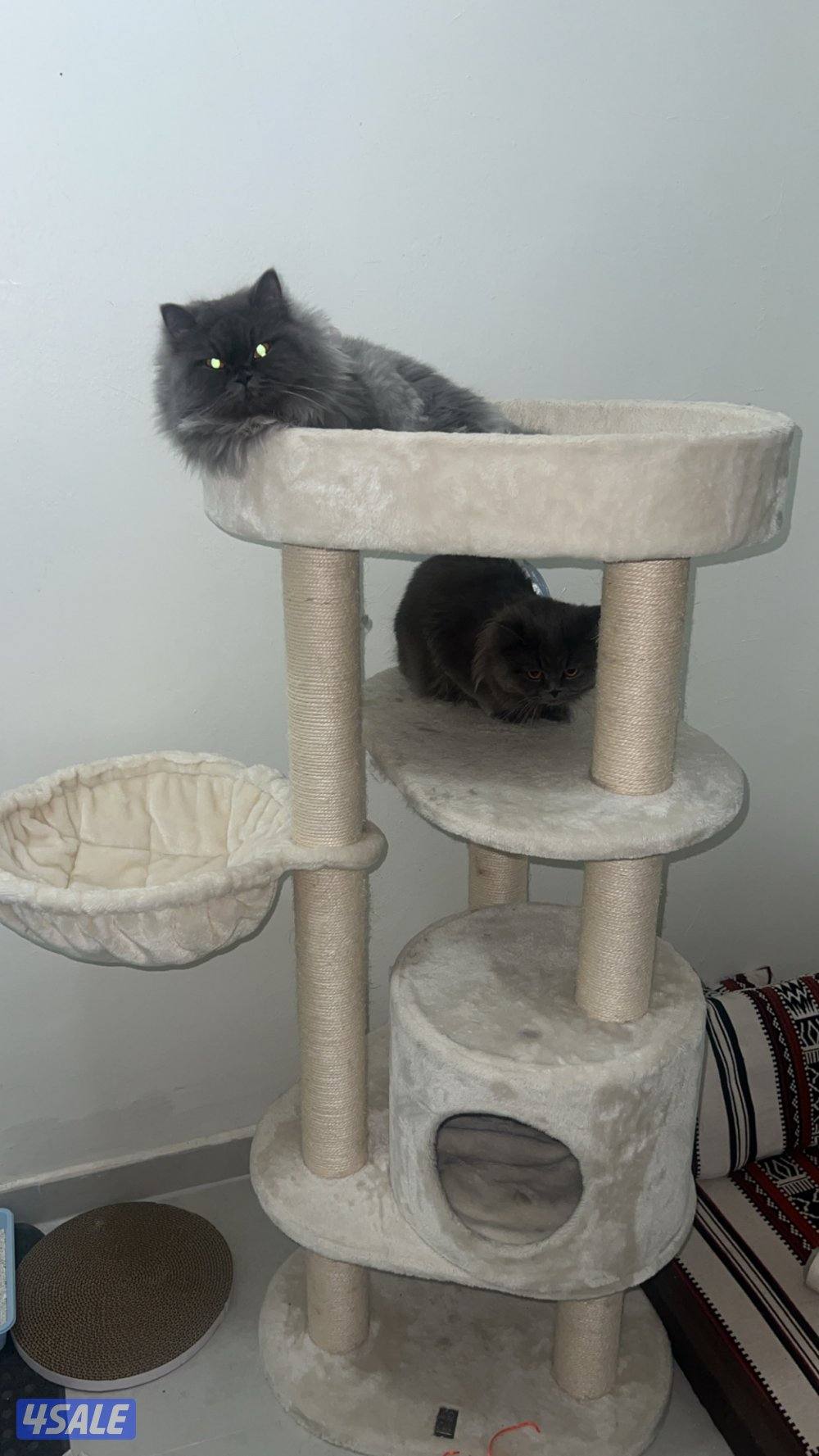 بيعه سريعه8