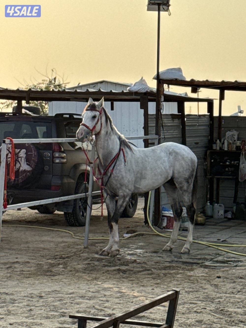 للبيع احصان فرنسي مواليد ٢٠٢٠0