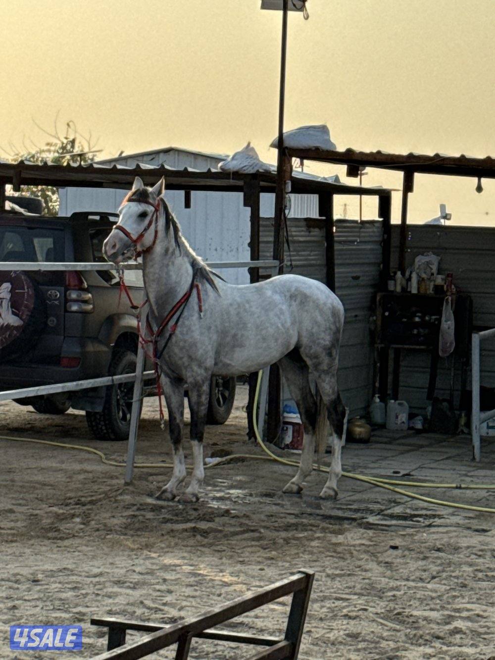 للبيع احصان فرنسي مواليد ٢٠٢٠1