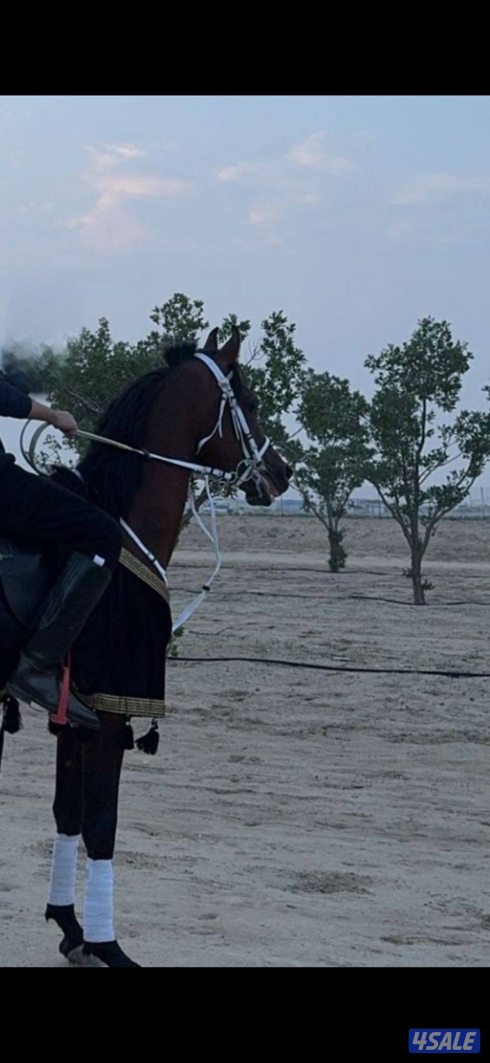 للبيع حصان بولش٢٢شرط السلم بالكامل جواز وتحويل وعلى المصصراع0