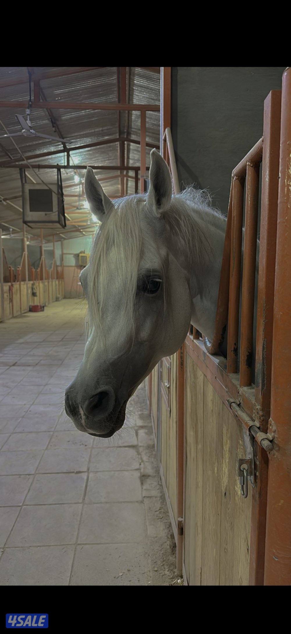 للبيع حصان واهو ابن البطل شنغهاي0