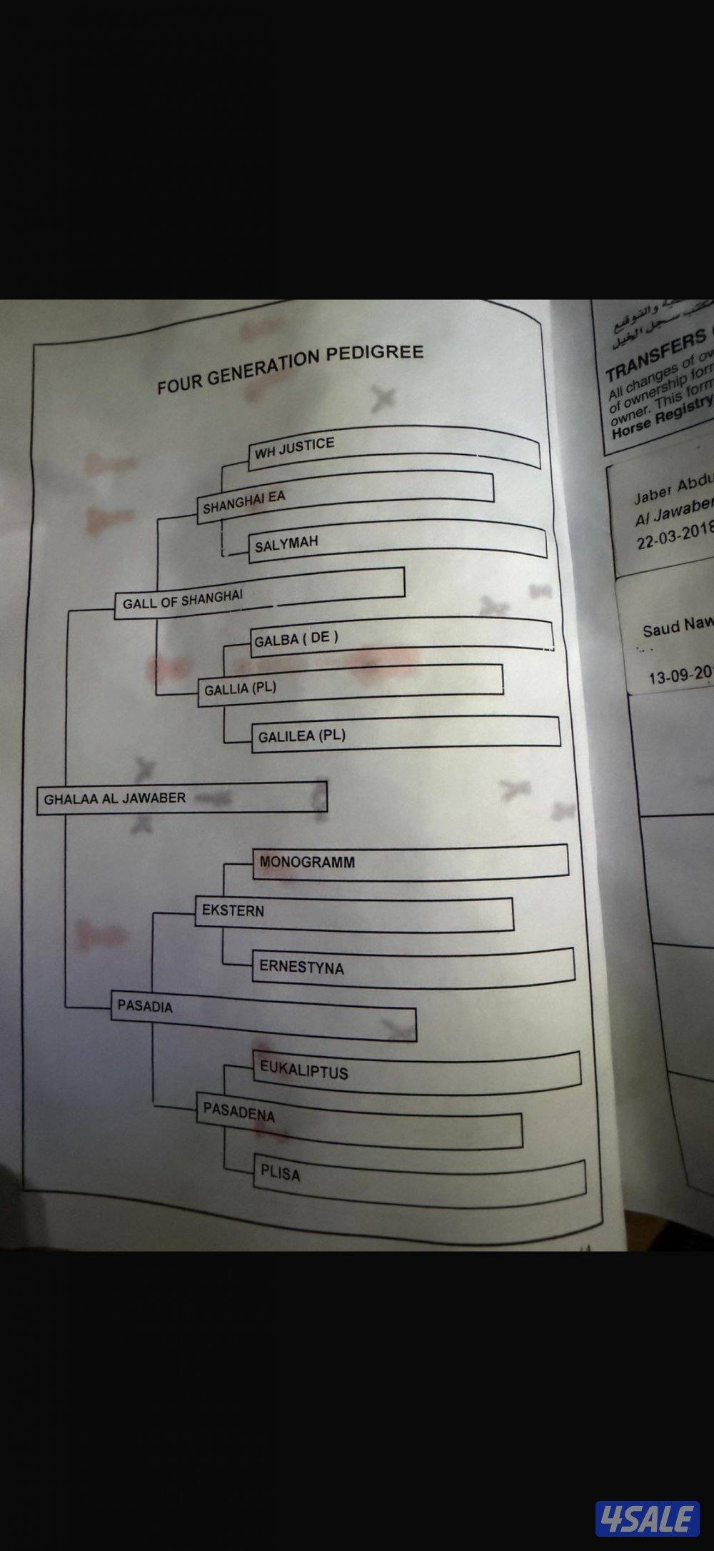 للبيع حصان واهو ابن البطل شنغهاي1
