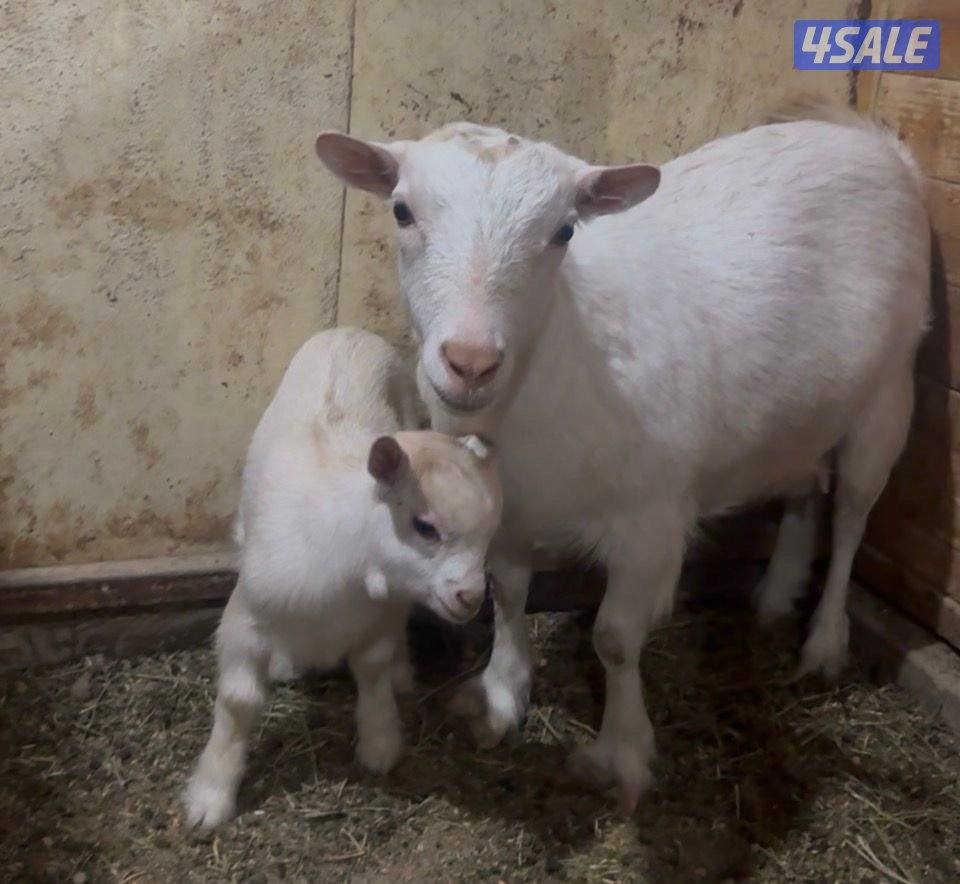 عنز جيكيه مطفل بيس0