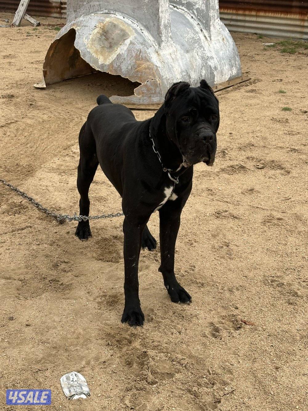 للبيع كين كورسو ذكر0