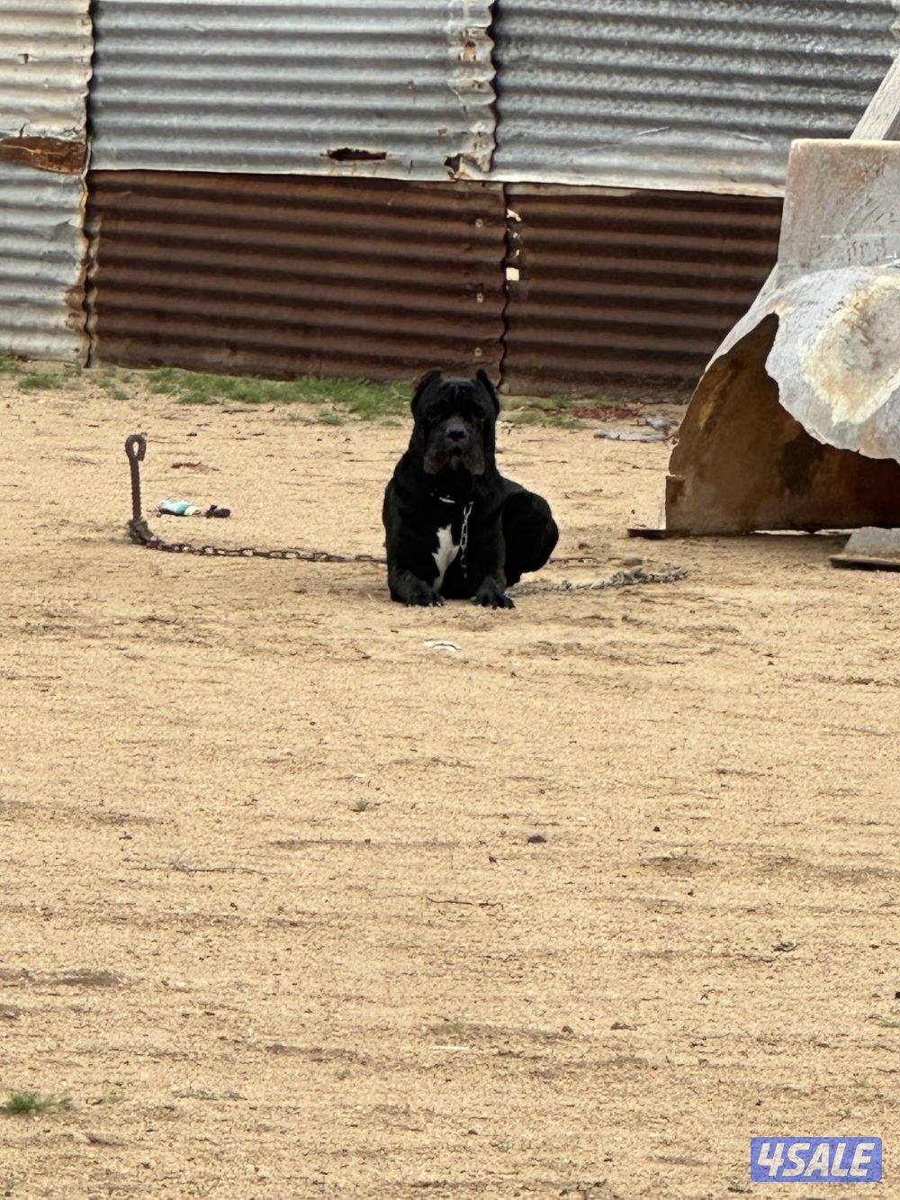 للبيع كين كورسو ذكر1