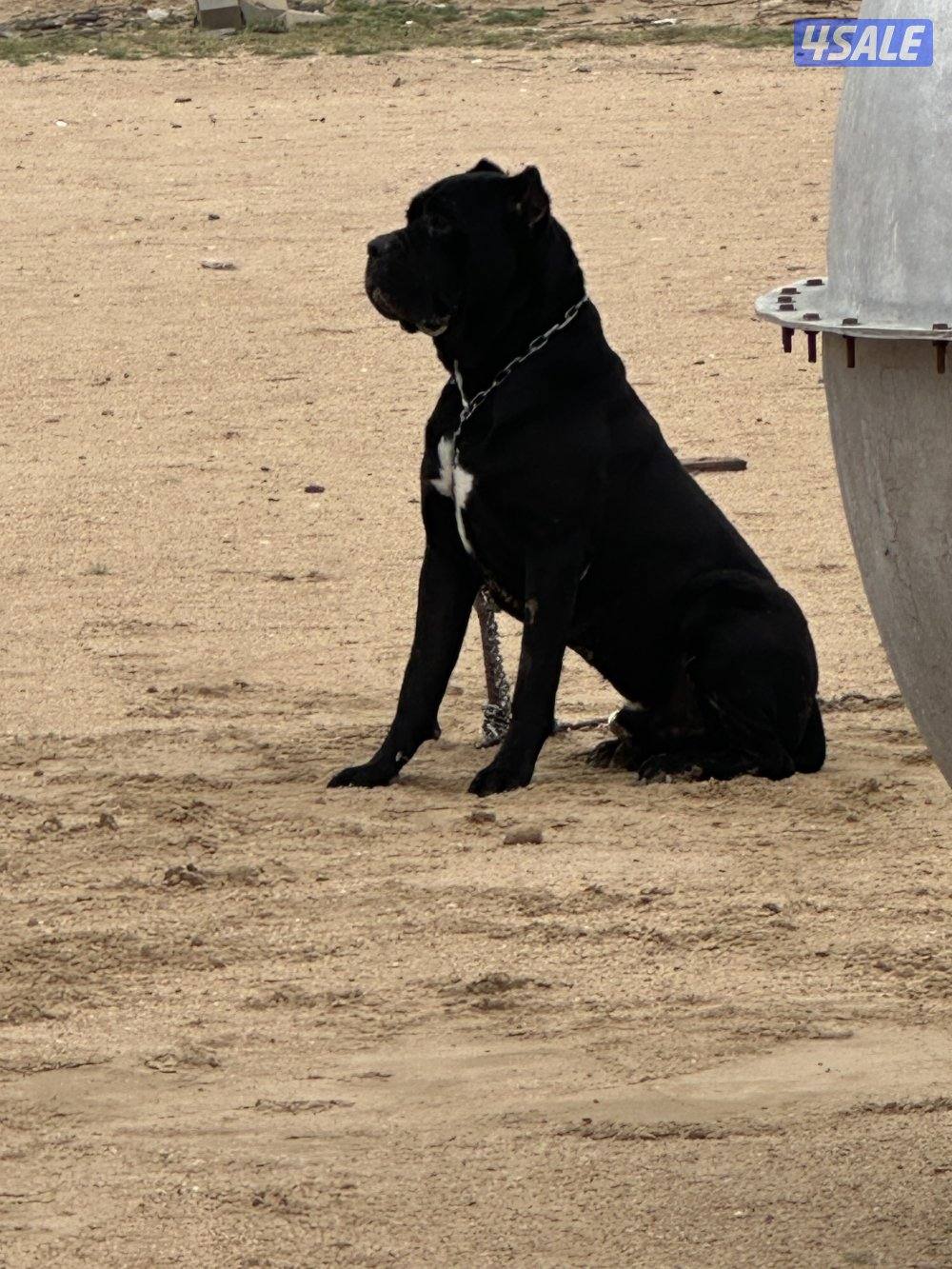 للبيع كين كورسو ذكر2