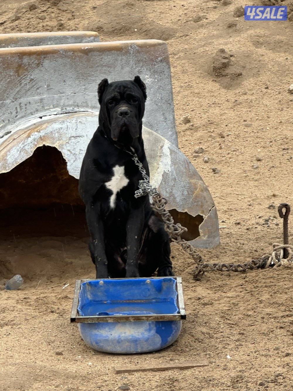 للبيع كين كورسو ذكر3