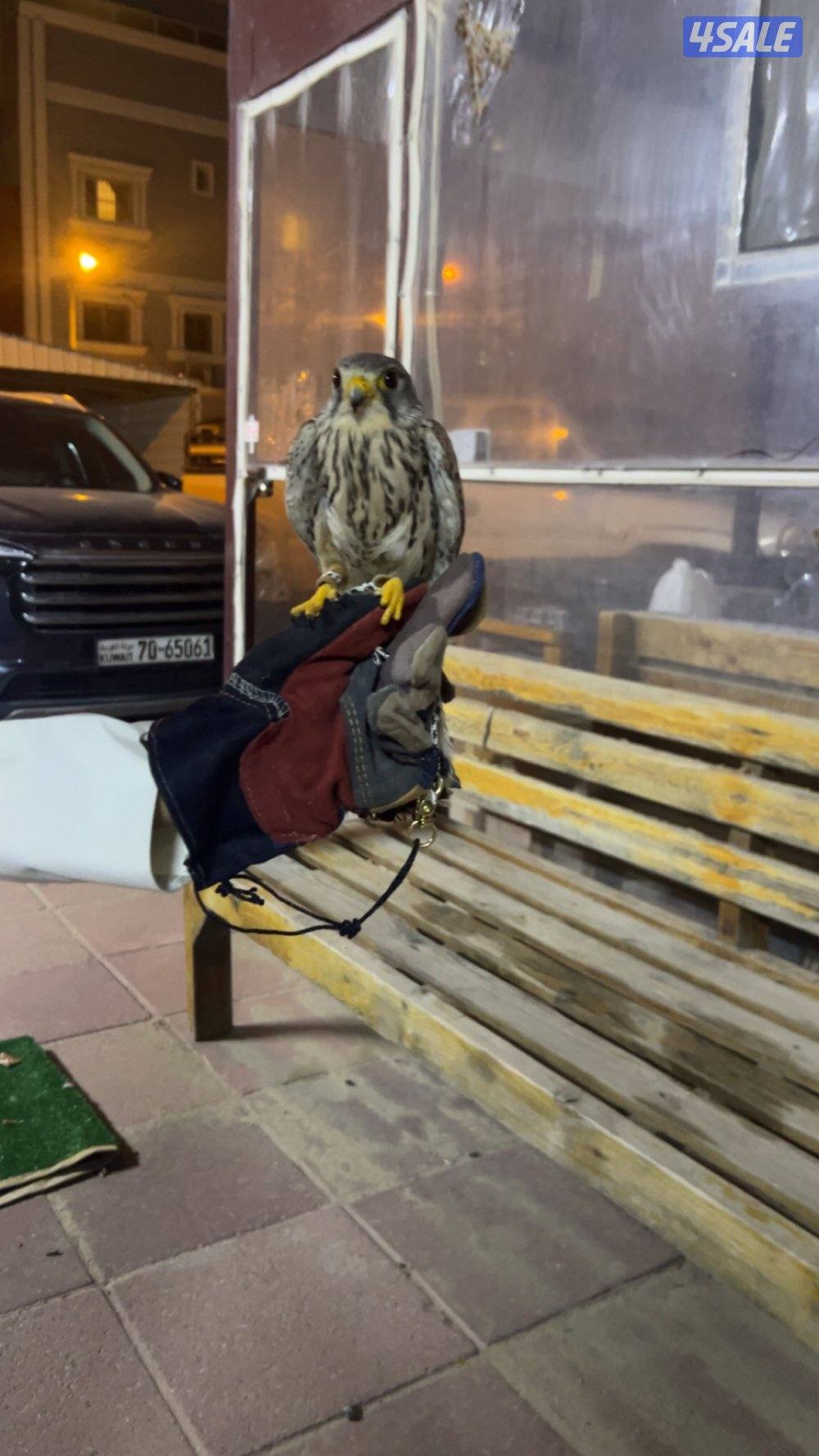 طير صحته جيده و مدرب وياكل من ايدك معه اغراضه سبوق برقع1