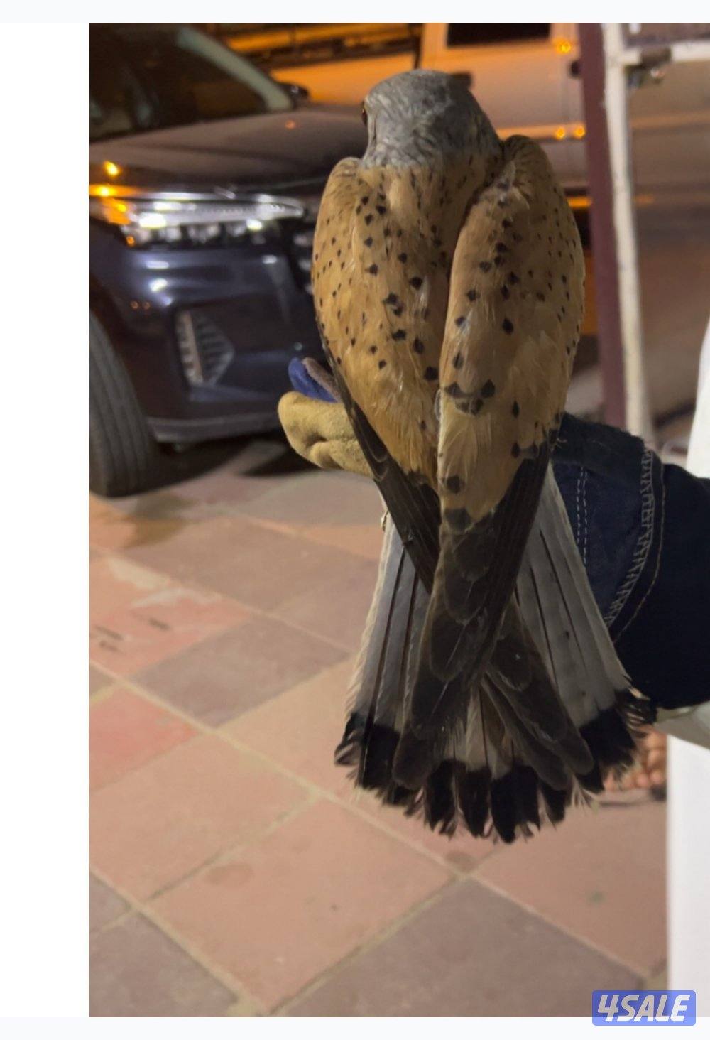 طير صحته جيده و مدرب وياكل من ايدك معه اغراضه سبوق برقع2