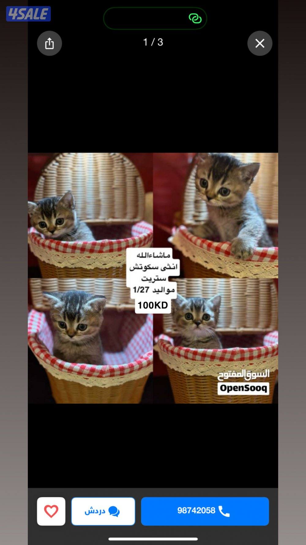 كتن سكوتش ستريت نثيه العمر شهرين لعوبه و تونس وشامل اغراضه و أكله0