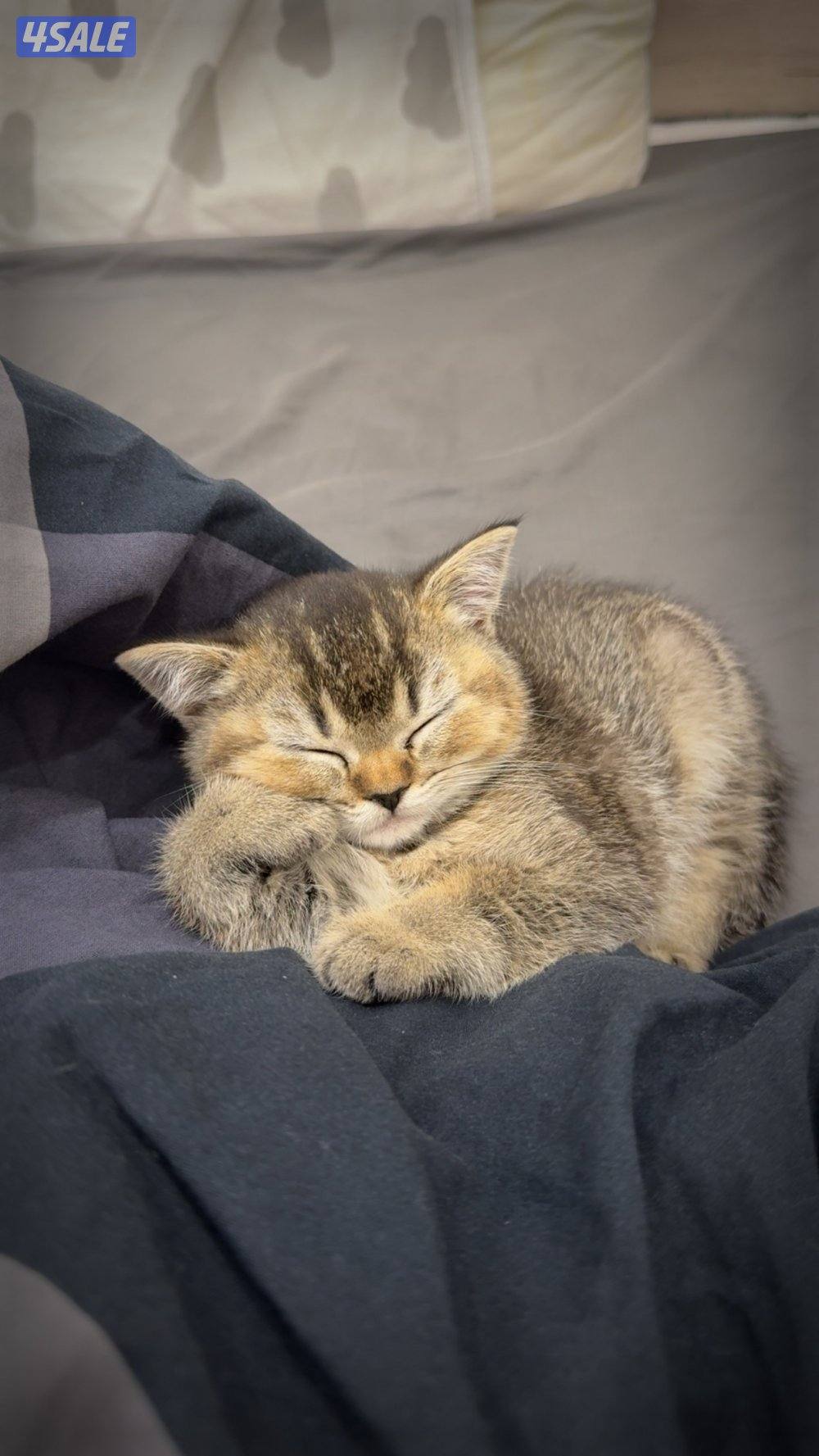 كتن سكوتش ستريت نثيه العمر شهرين لعوبه و تونس وشامل اغراضه و أكله1