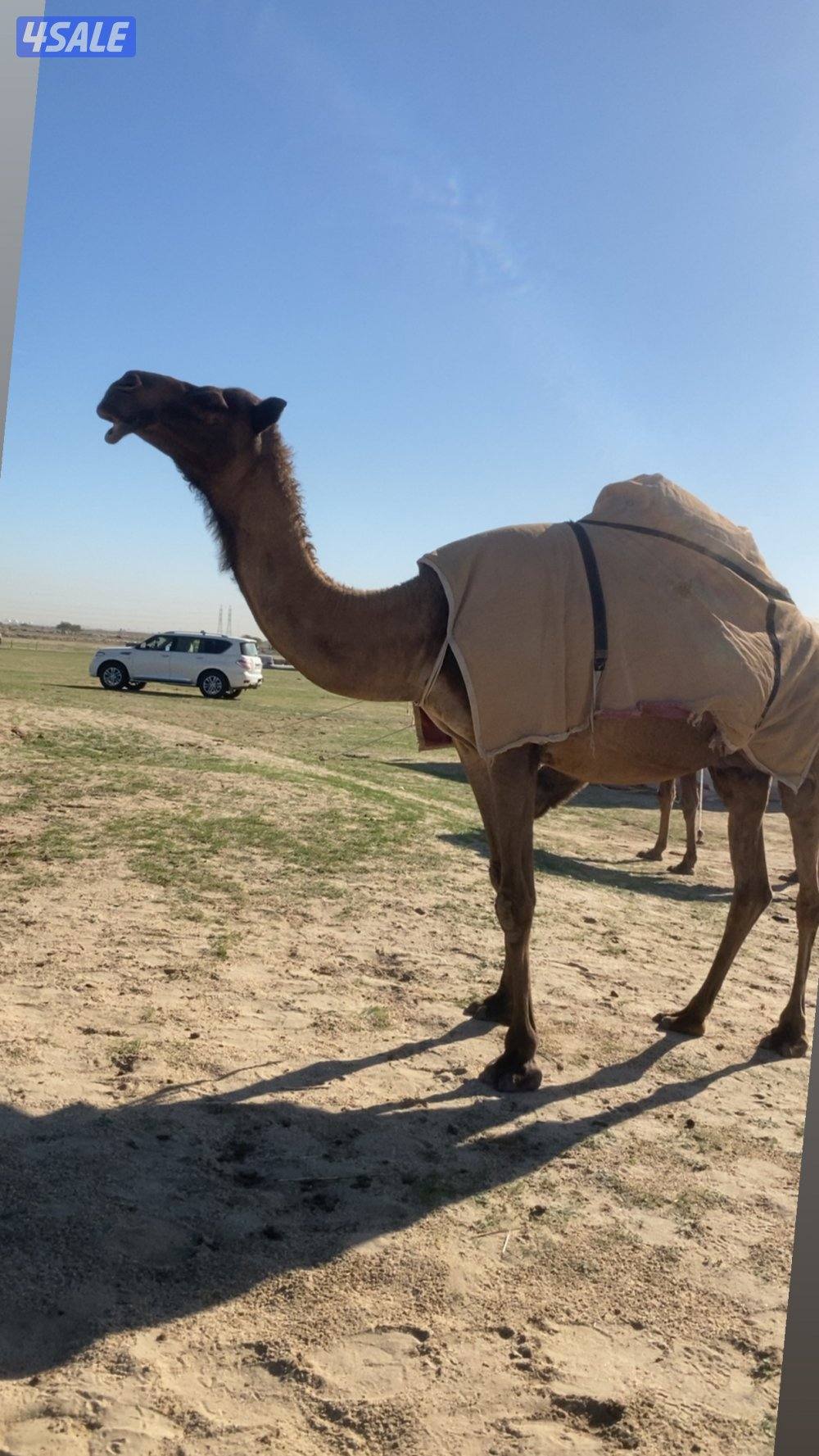 للبيع خلفة صفرا0