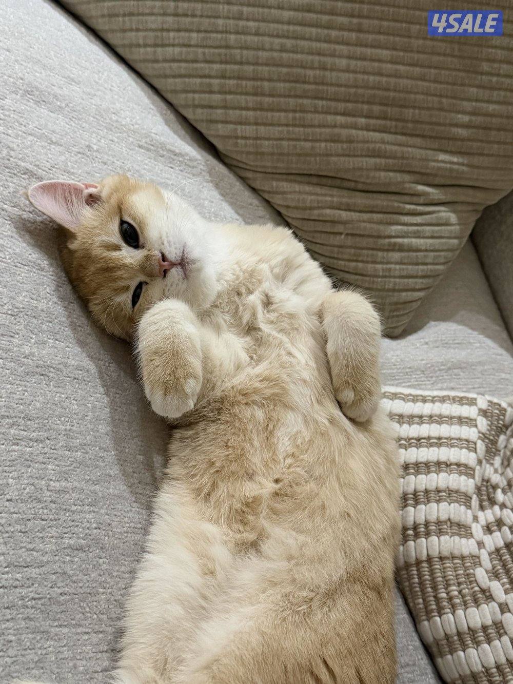 5 شهور كيتن ذكر بريتيش شورت هير بيور ny12.0