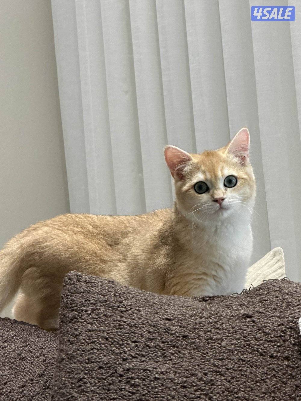 5 شهور كيتن ذكر بريتيش شورت هير بيور ny12.4