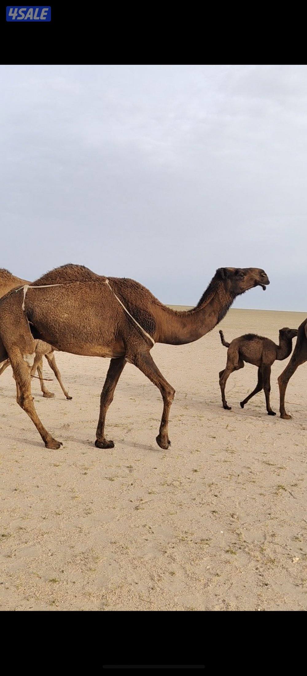 مطربه طريق الاعلاف كيلو 590