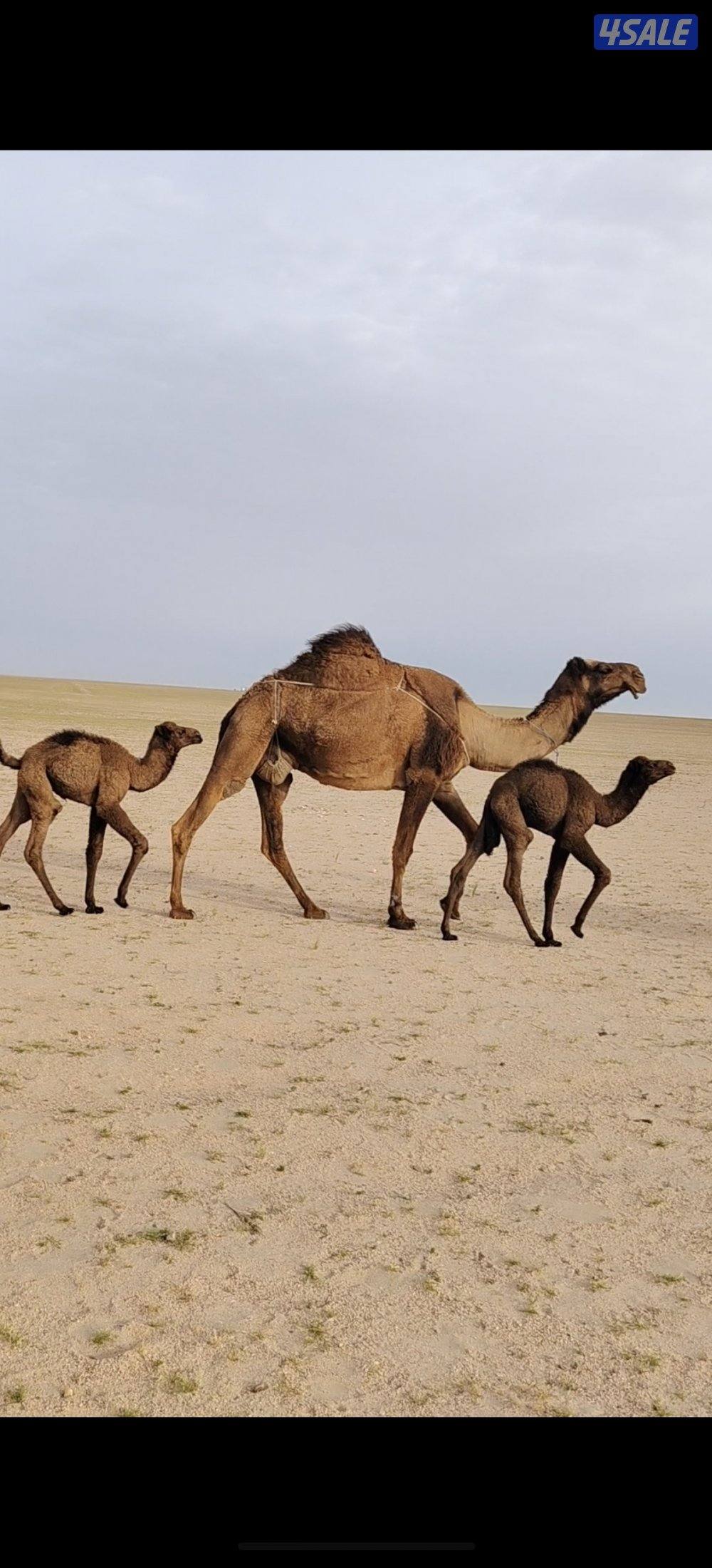 مطربه طريق الاعلاف كيلو 591