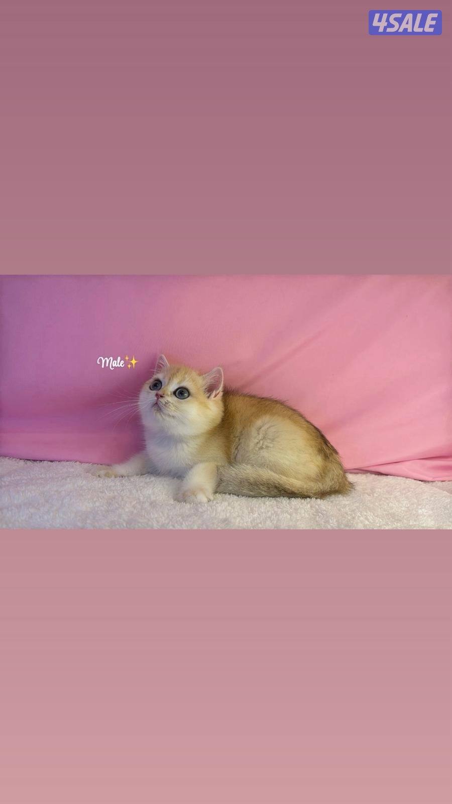 ذكر مسجل بريتش قولد Ny120