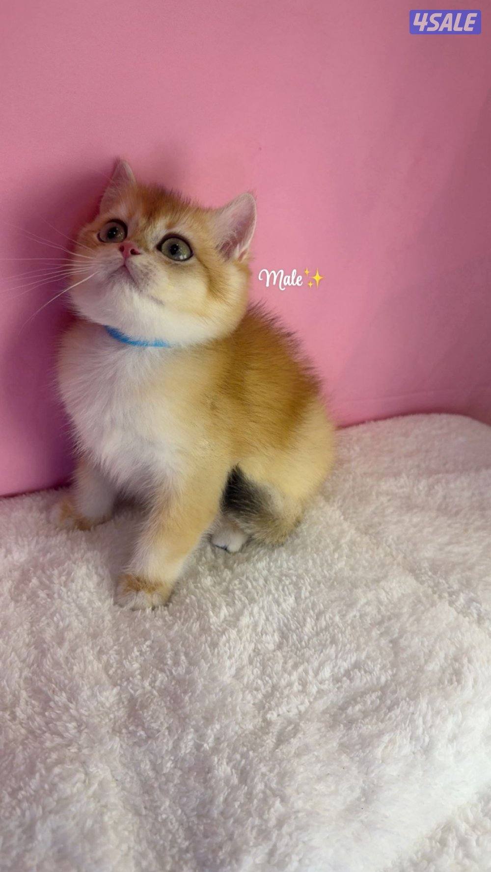 للبيع كيتن ذكر بريتش قولد NY121