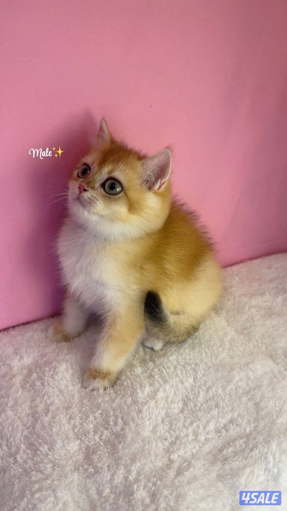 للبيع كيتن ذكر بريتش قولد NY120