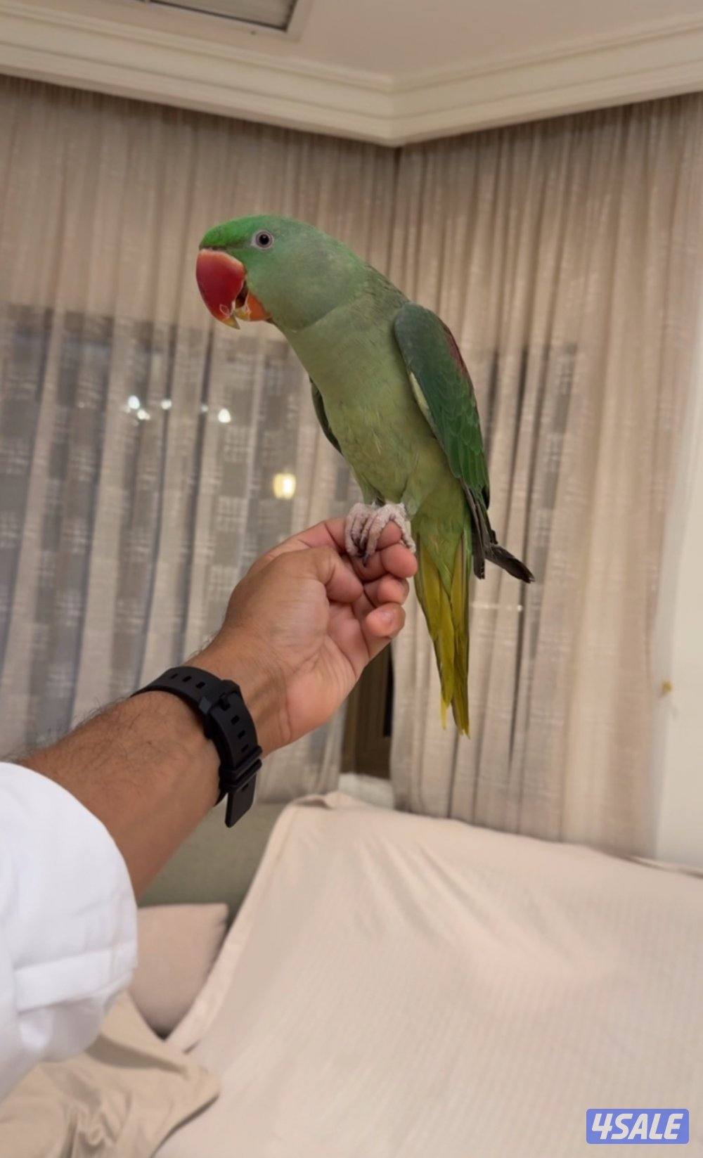 بيبي متوه جامبو0