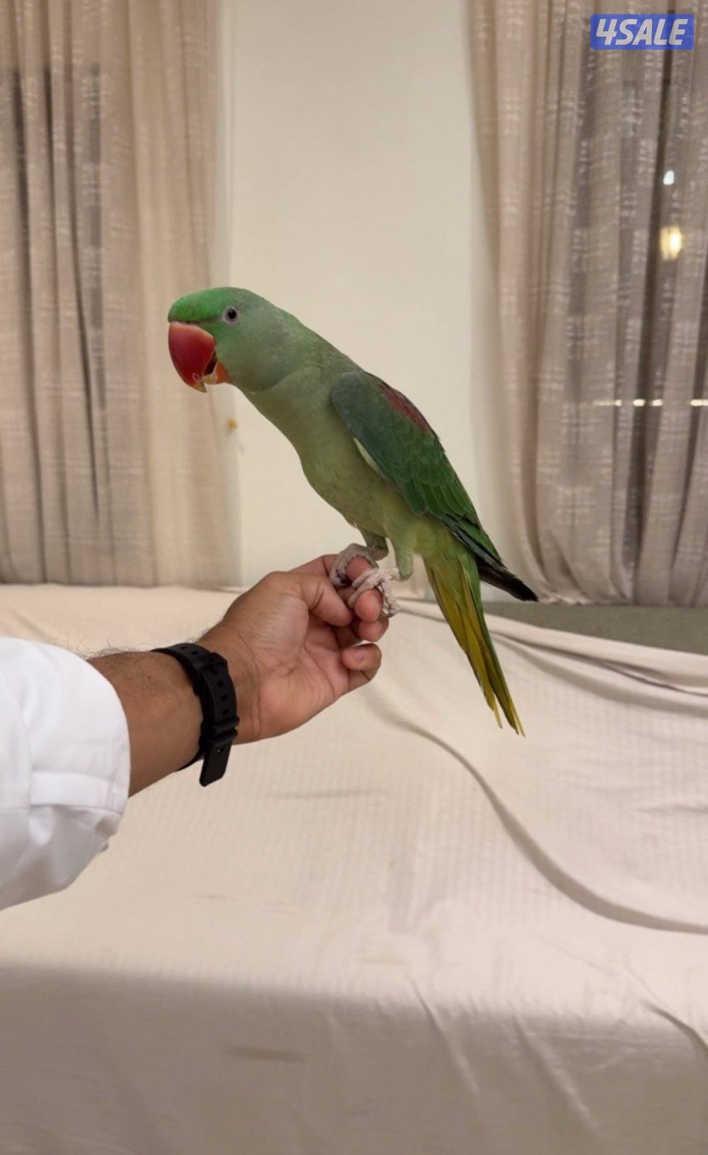 بيبي متوه جامبو1