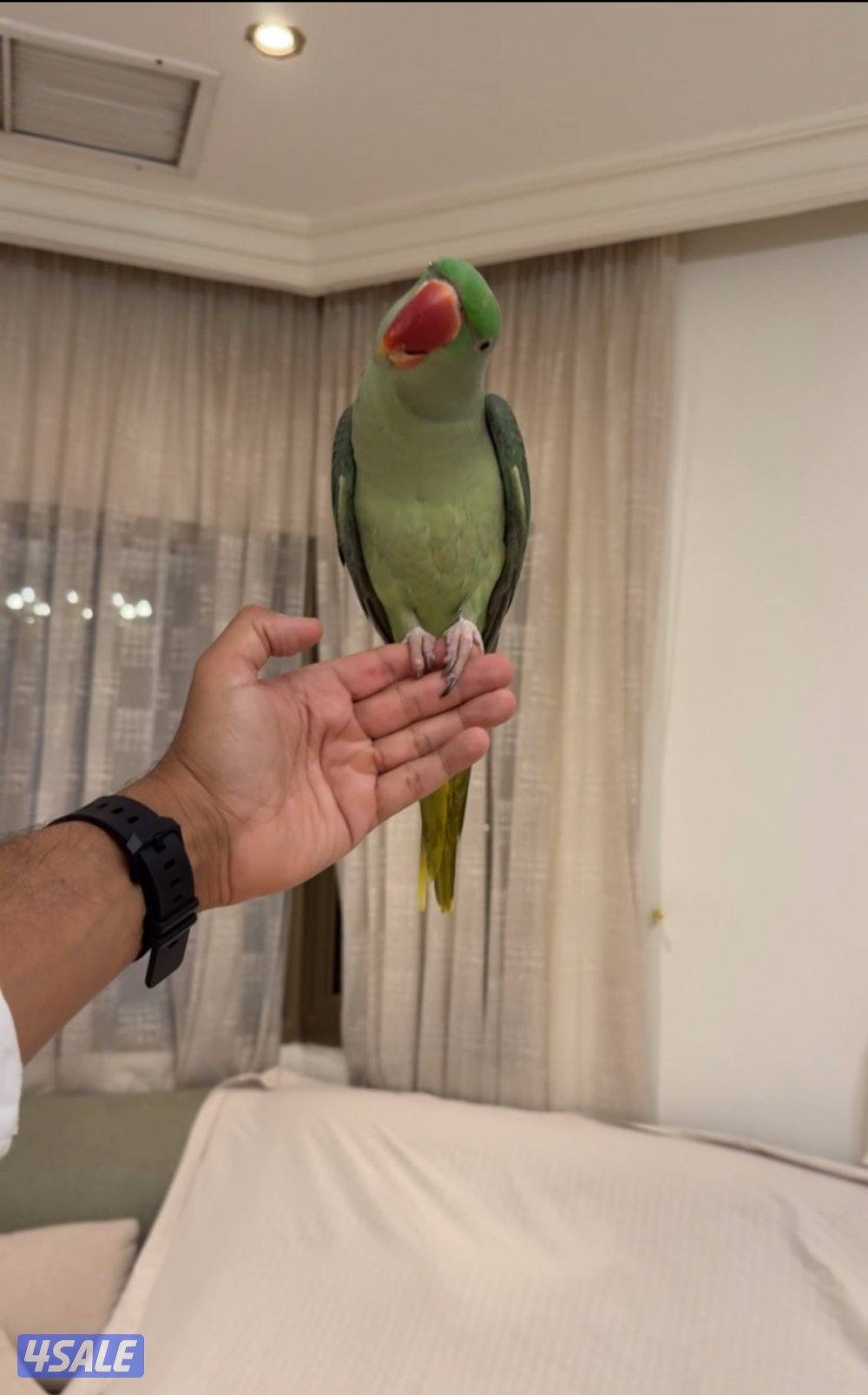 بيبي متوه جامبو2