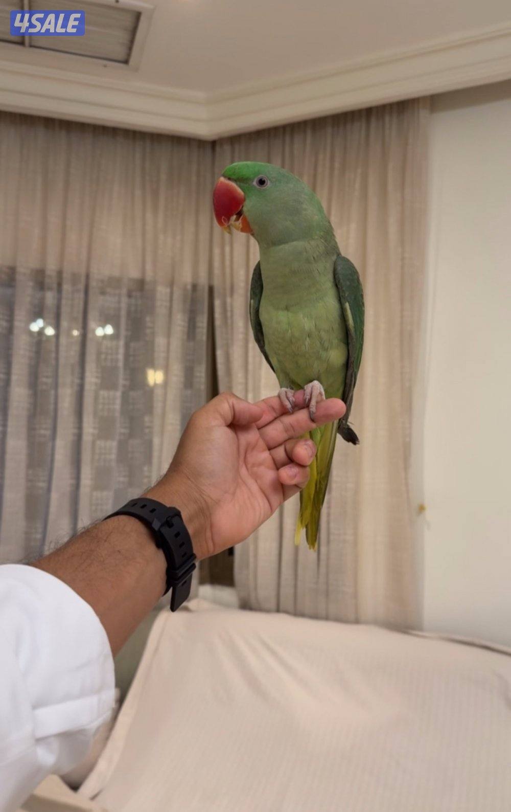 بيبي متوه جامبو3