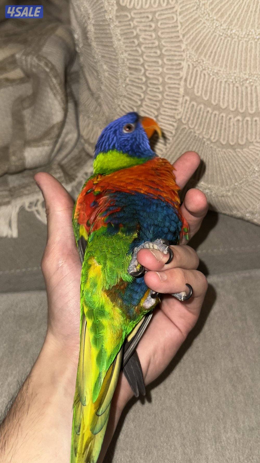 لوري حجم جامبو2