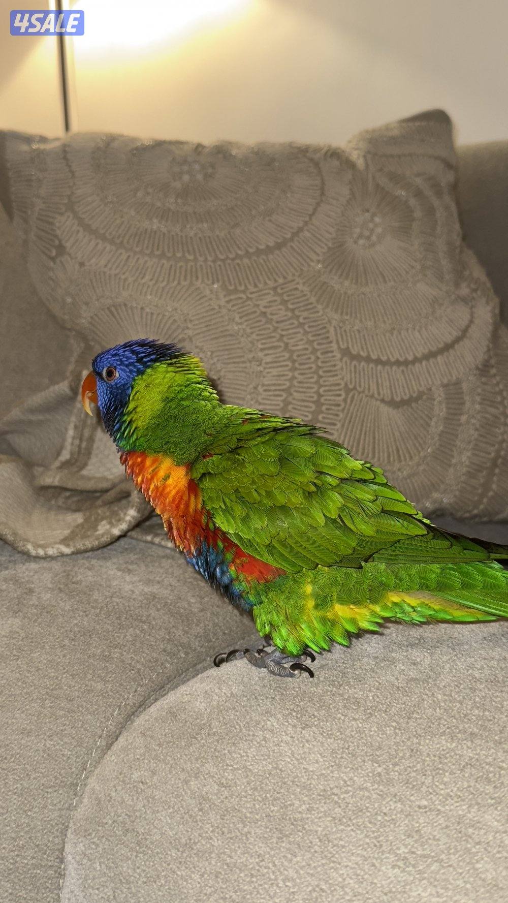 لوري حجم جامبو4