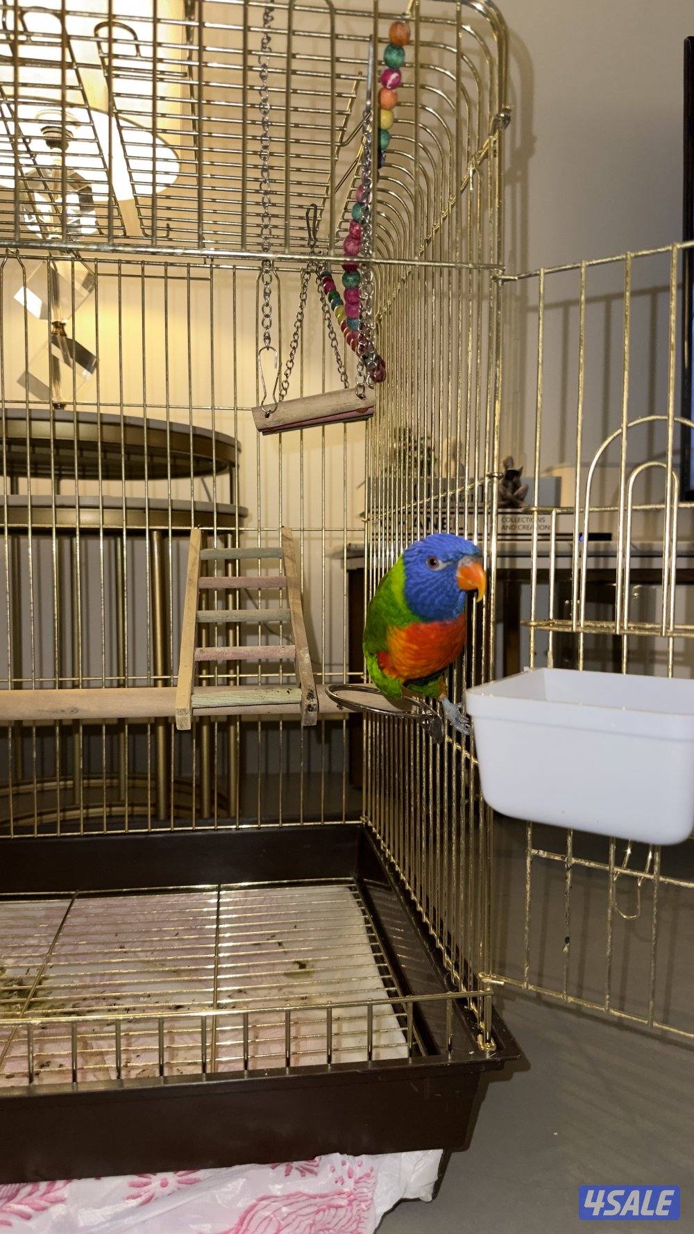 لوري حجم جامبو3