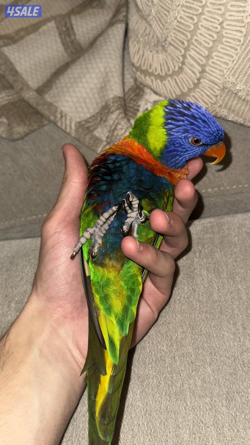 لوري حجم جامبو5