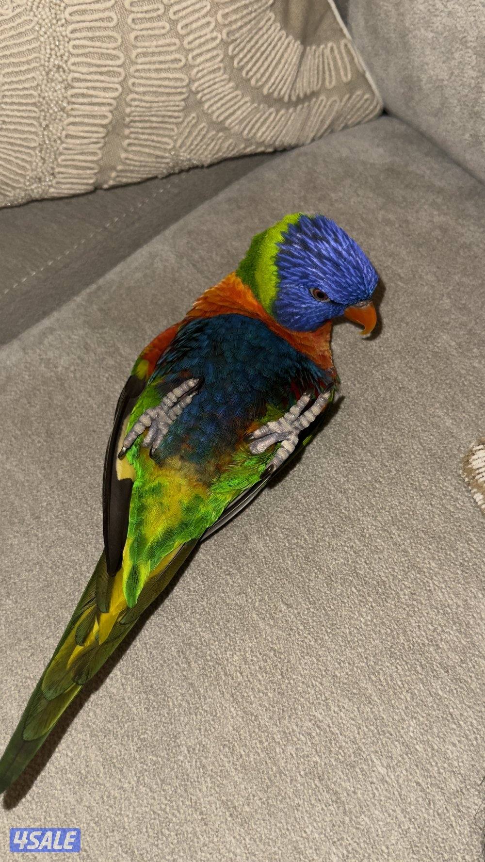 لوري حجم جامبو0