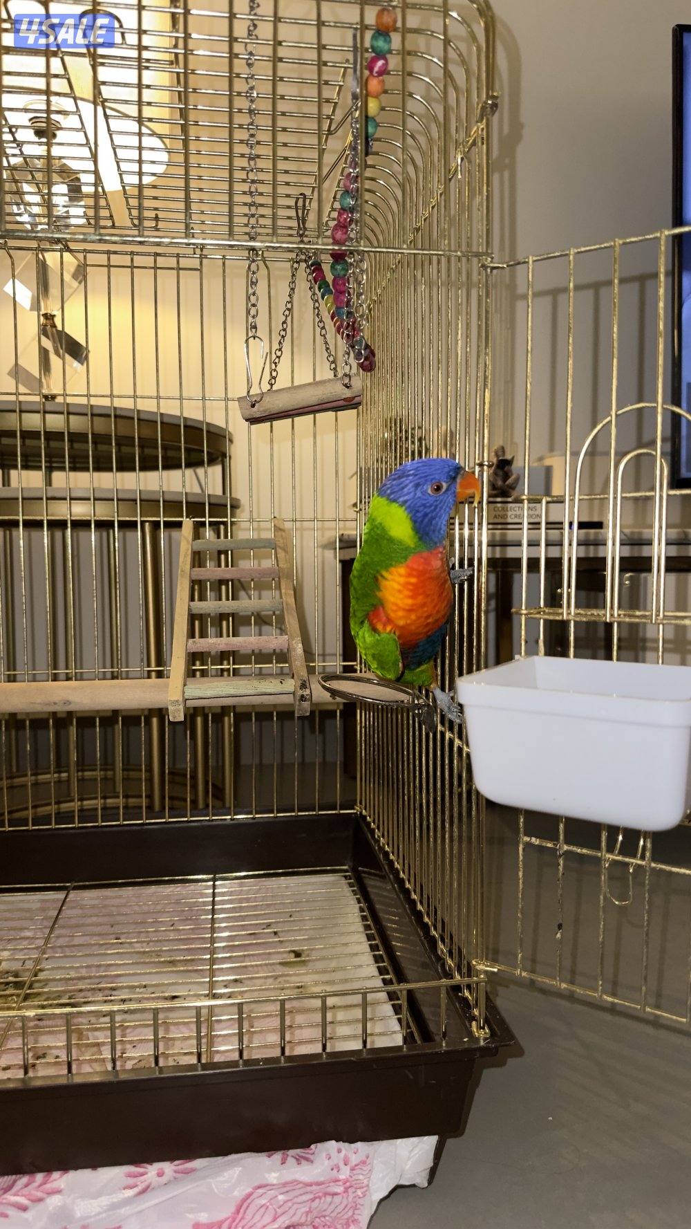 لوري حجم جامبو1