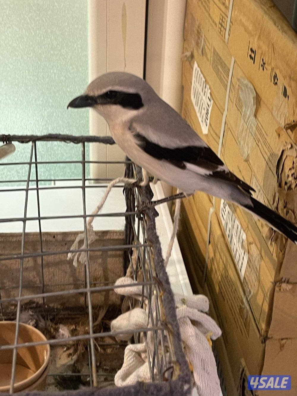 للبيع/ ترمه/شرياس / حمامي/ طائر الصرد0