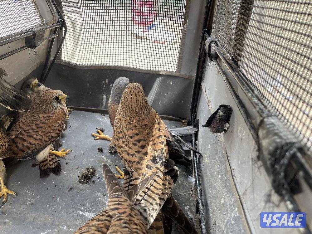 للبيع/ ترمه/شرياس / حمامي/ طائر الصرد1