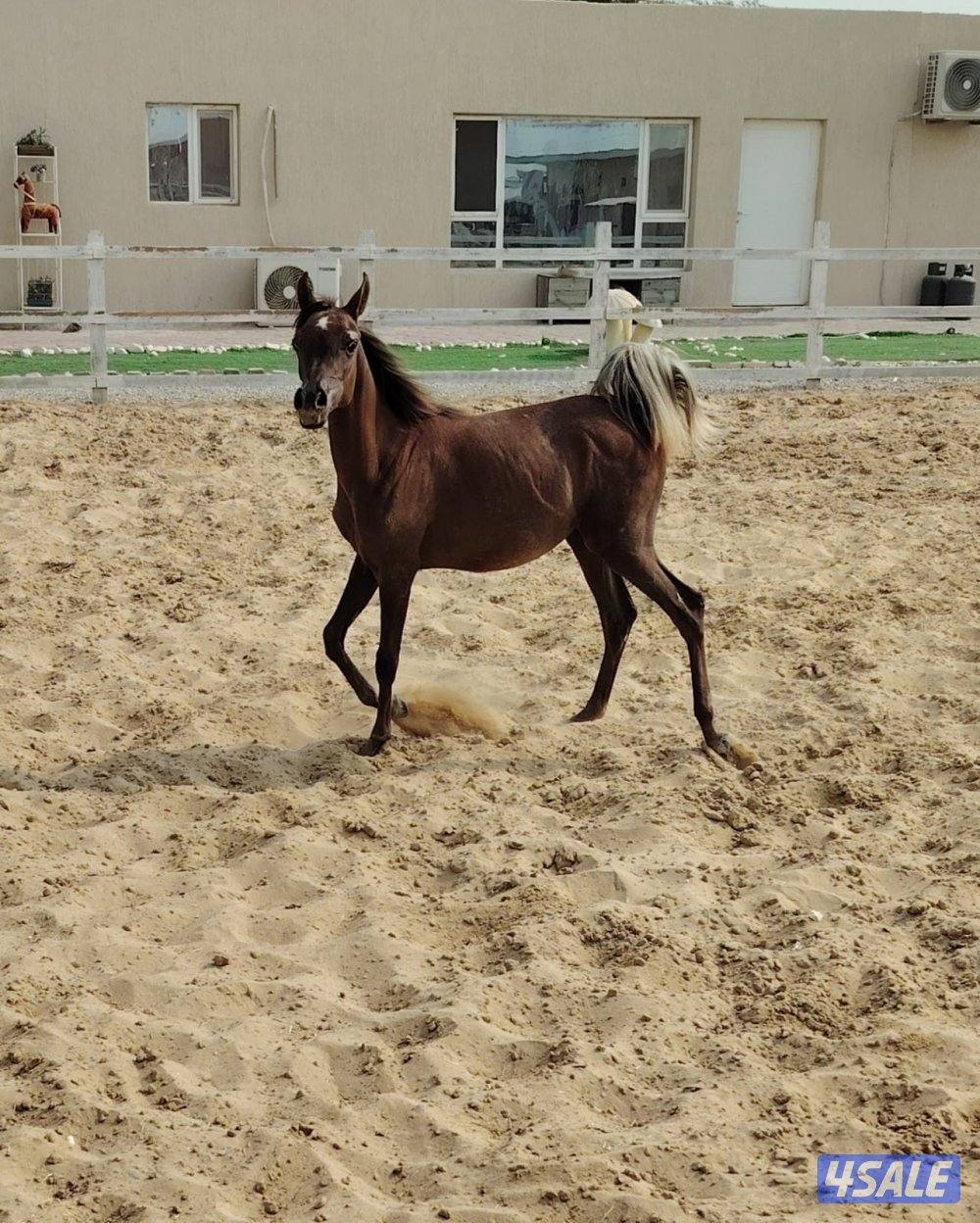 مهره من دماء فاخره وحركة قويه0