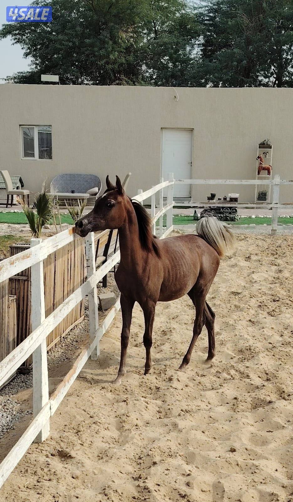 مهره من دماء فاخره وحركة قويه1