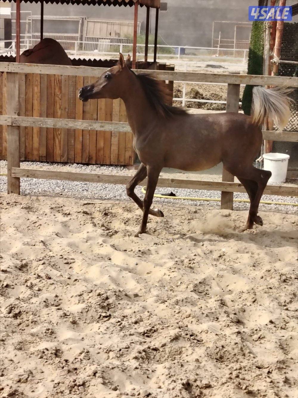 مهره من دماء فاخره وحركة قويه2