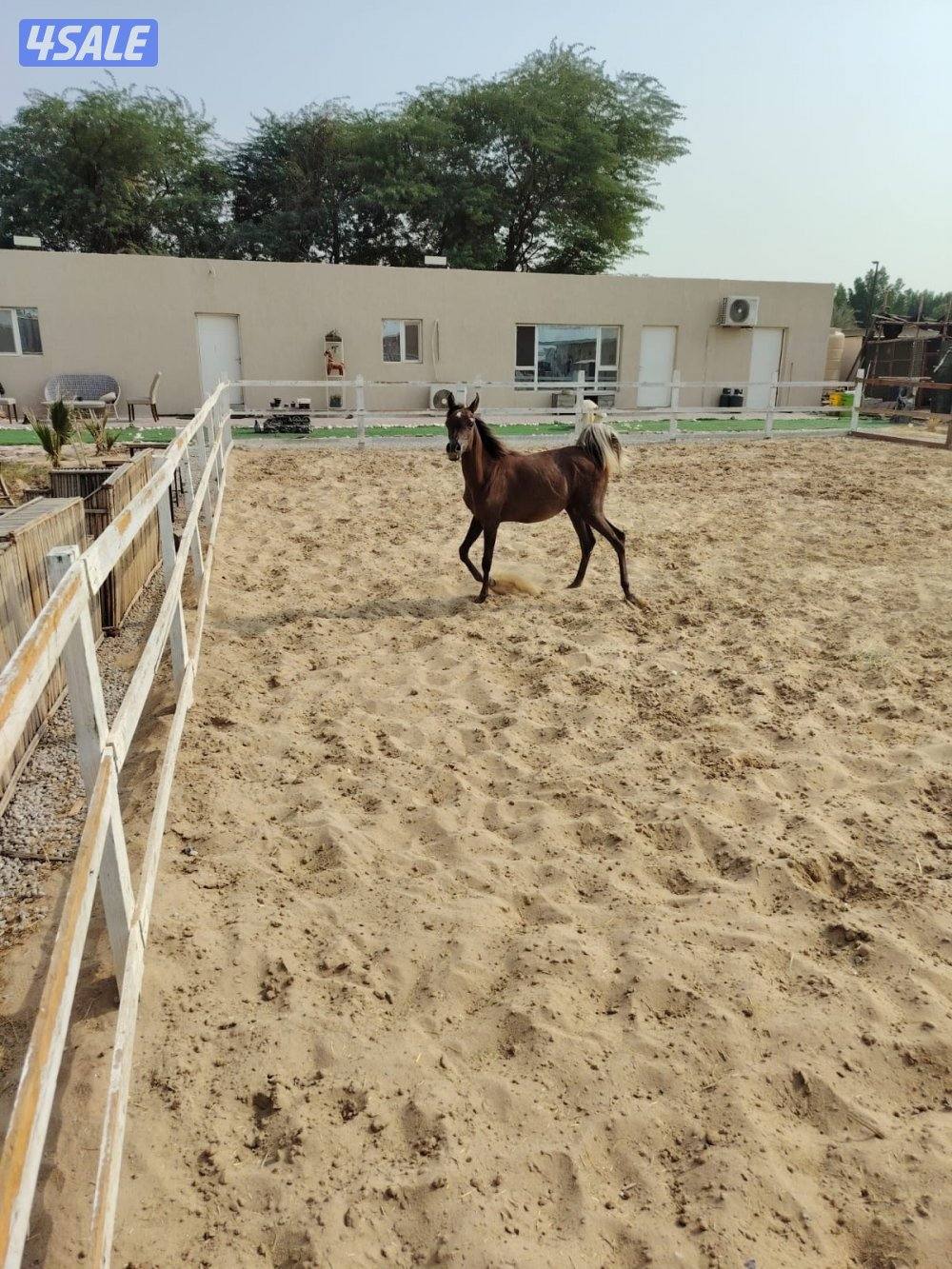 مهره من دماء فاخره وحركة قويه3